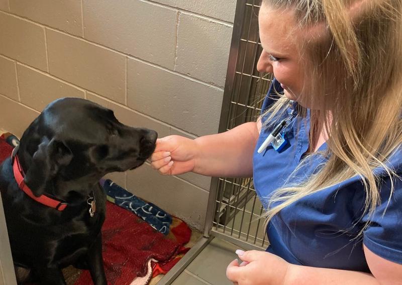 Animal Hospital of Howard Green Bay veterinarians